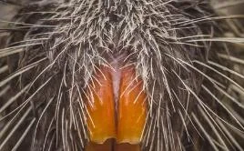 beaver.webp