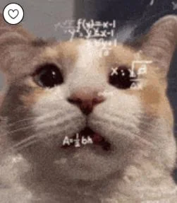 cat.webp