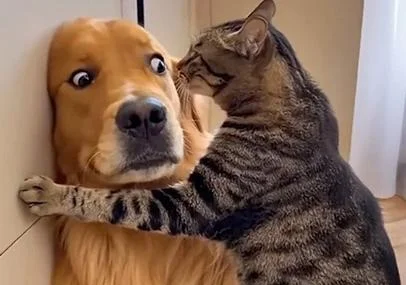 catvsdog.webp