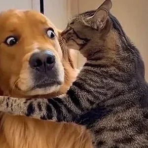 catvsdog.webp