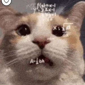 cat.webp